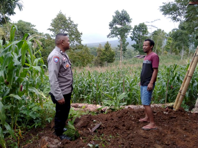 Dukung Ketahanan Pangan, Aipda Emilius Johan Dampingi Petani Jagung di Desa Nao