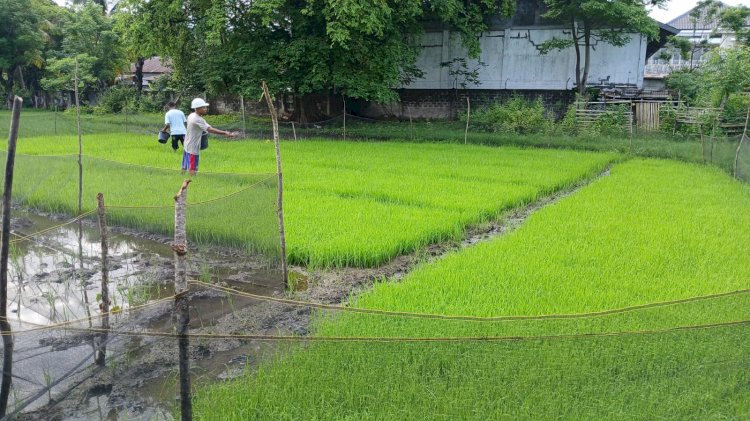 Dukung Program Ketahanan Pangan, Polres Manggarai Lakukan Pemupukan Dasar Bibit Padi Sawah