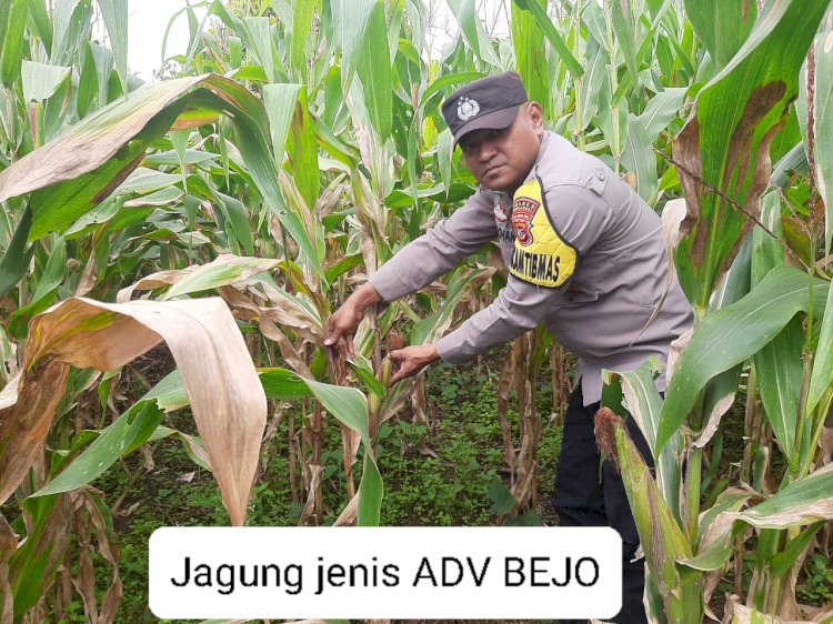 Bhabinkamtibmas Desa Nao Dukung Program Ketahanan Pangan melalui Pendampingan Petani