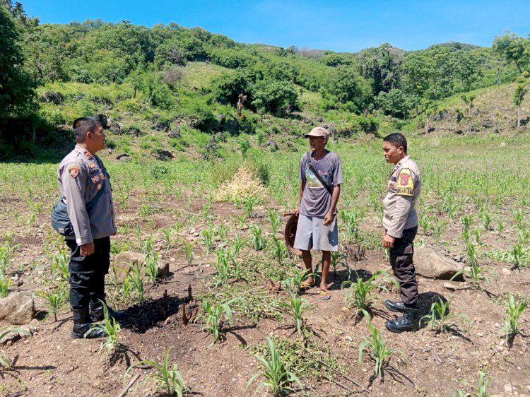 Kapolsek Reo dan Bhabinkamtibmas Sambangi Lokasi Pertanian Jagung Hibrida untuk Dukung Program Ketahanan Pangan