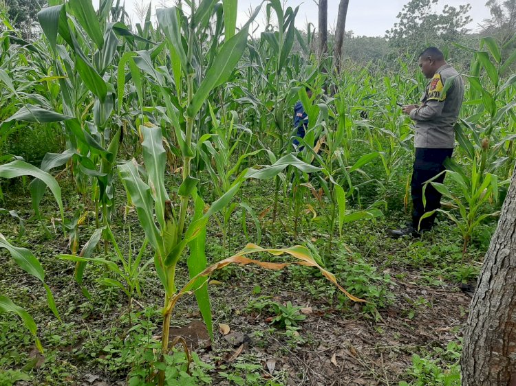 Bhabinkamtibmas Desa Nao Dukung Program Ketahanan Pangan Melalui Pendampingan Petani