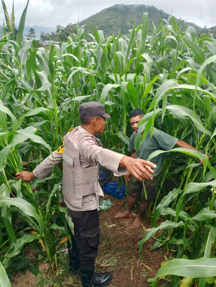 Bhabinkamtibmas Satar Mese Utara Dampingi Petani untuk Dukung Ketahanan Pangan