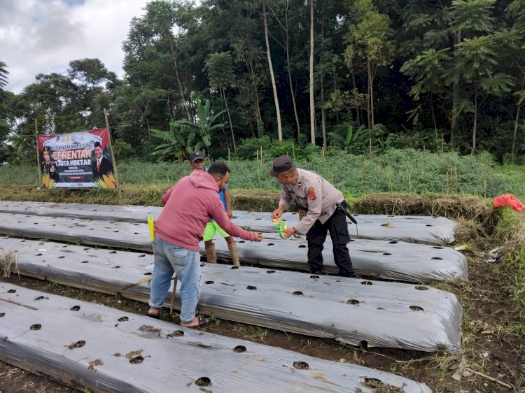 Pengecekan dan Pengawasan Lahan Penanaman Jagung Serentak di Wilayah Hukum Polres Manggarai