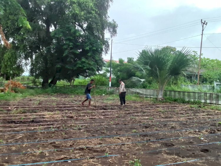 Pengecekan dan Pengawasan Lahan Penanaman Jagung Serentak di Wilayah Hukum Polres Manggarai