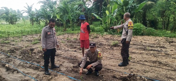 Kapolsek Reo Lakukan Pengecekan dan Pengawasan Lahan Penanaman Serentak