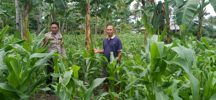 Kapolsek Reo bersama Bhabinkamtibmas Dampingi Petani dalam Program Ketahanan Pangan