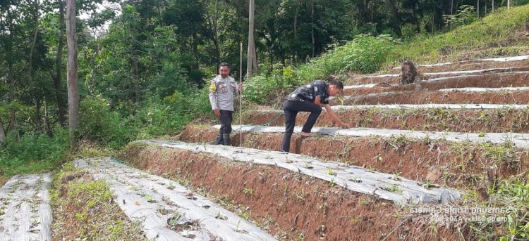 Bhabinkamtibmas Aipda Ramly Budiman Lakukan Pengecekan dan Pengawasan Lahan Penanaman Jagung Serentak di Cibal