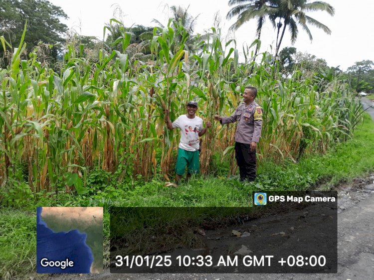 Aipda Kornelius Jemarus Dampingi Petani dalam Program Ketahanan Pangan di Rahong Utara