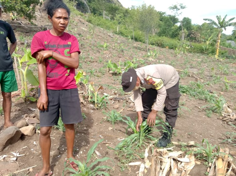 Bripka Arsel Liunima Dampingi Petani dalam Program Ketahanan Pangan di Satarmese Barat