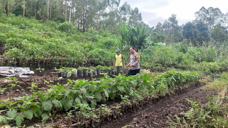 Dukung Program Ketahanan Pangan, Aipda Flavianus Jedaut Lakukan Pendampingan Petani Mandiri di Langke Rembong