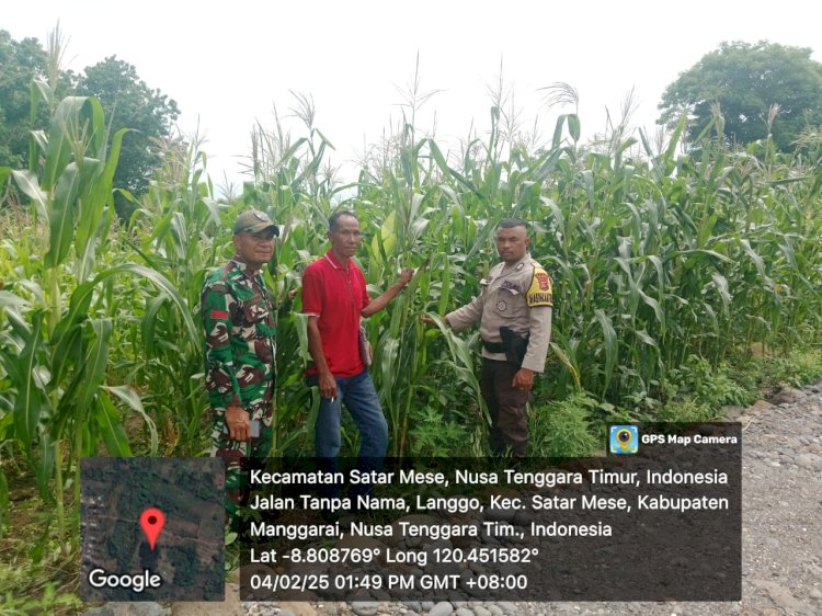 Bhabinkamtibmas Satar Mese Dampingi Petani dalam Program Ketahanan Pangan