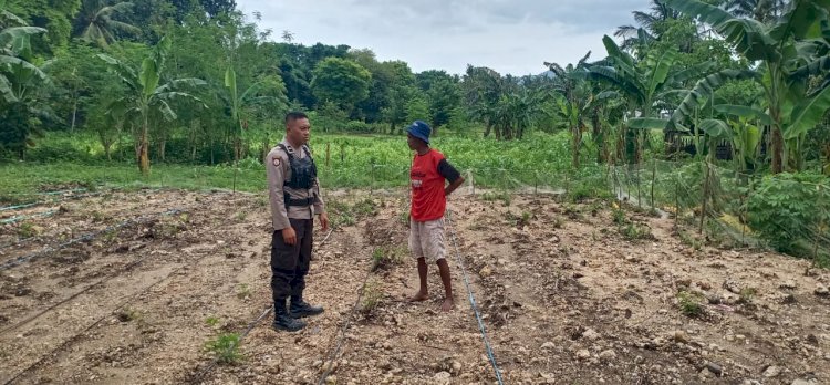 Bhabinkamtibmas Kelurahan Baru, Kec. Reok, Dampingi Petani dalam Program Ketahanan Pangan