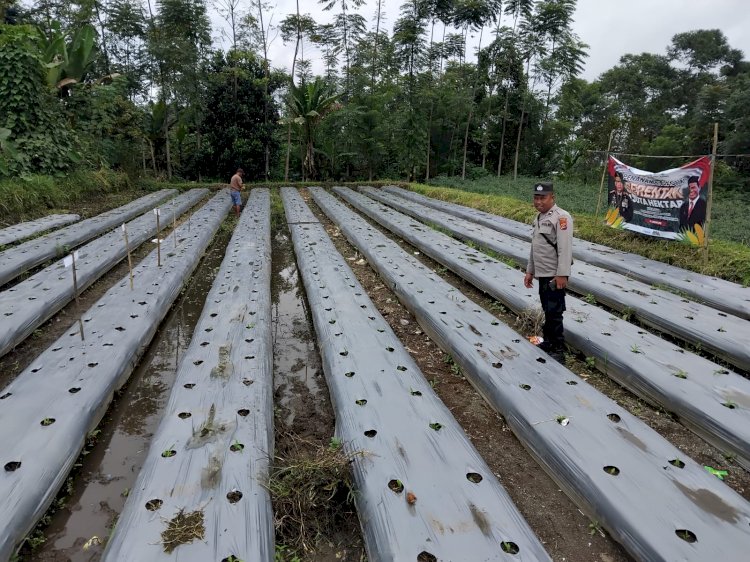 Personil Polres Manggarai lakukan Pengecekan dan Pengawasan Lahan Penanaman Jagung Serentak