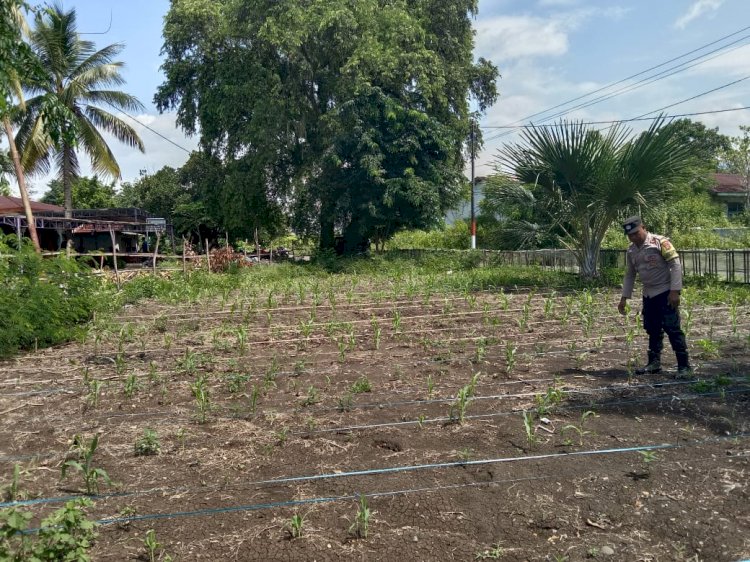 Bhabinkamtibmas Bripka Arsel Liunima Pantau Program Ketahanan Pangan melalui Pengecekan Tanaman Jagung di Satarmese Barat