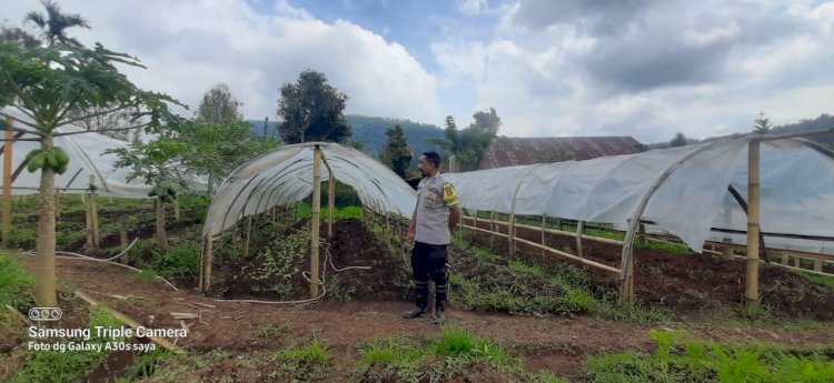 Bhabinkamtibmas Kec. Cibal Dampingi Kelompok Tani dalam Program Ketahanan Pangan