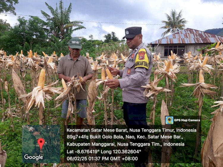 Bhabinkamtibmas Desa Nao Dampingi Petani Panen Jagung untuk Dukung Ketahanan Pangan