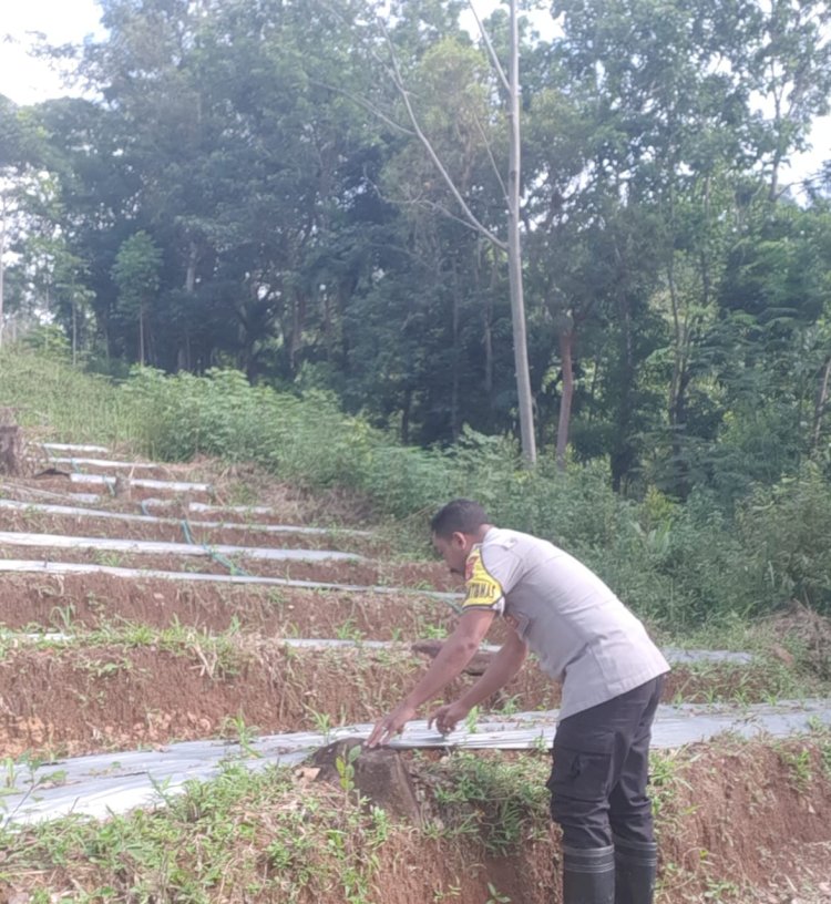 Dukung Program Ketahanan Pangan, Bhabinkamtibmas Kec. Cibal Tinjau Lahan Penanaman Jagung dan Himbau Warga Waspada Musim Hujan