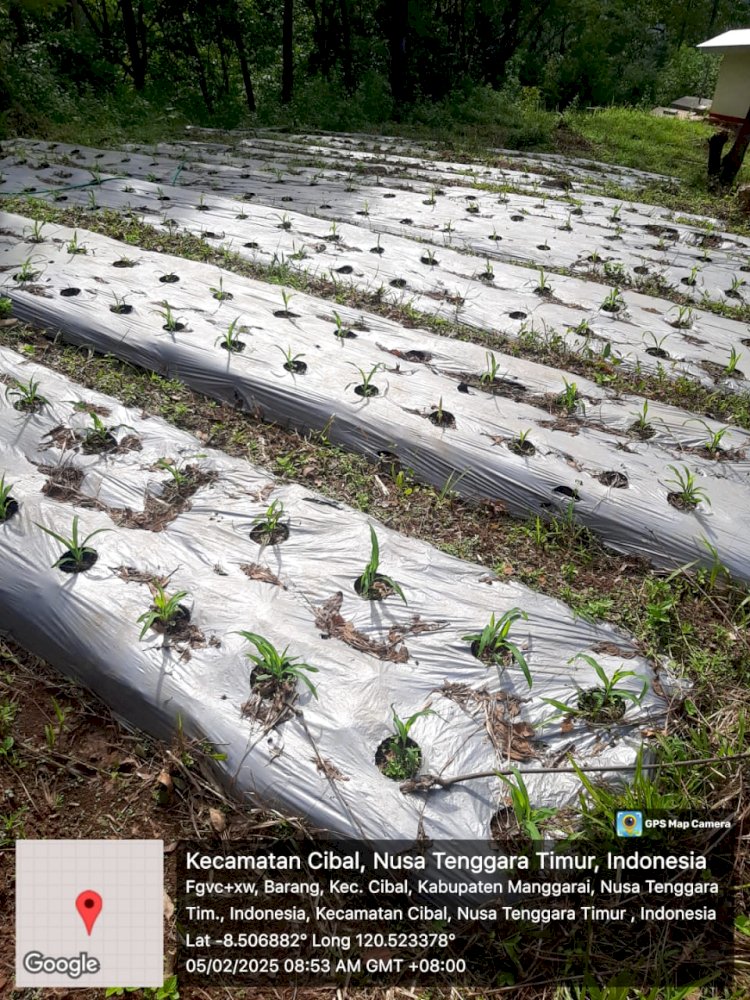 Dukung Program Ketahanan Pangan, Bhabinkamtibmas Kec. Cibal Tinjau Lahan Penanaman Jagung dan Himbau Warga Waspada Musim Hujan