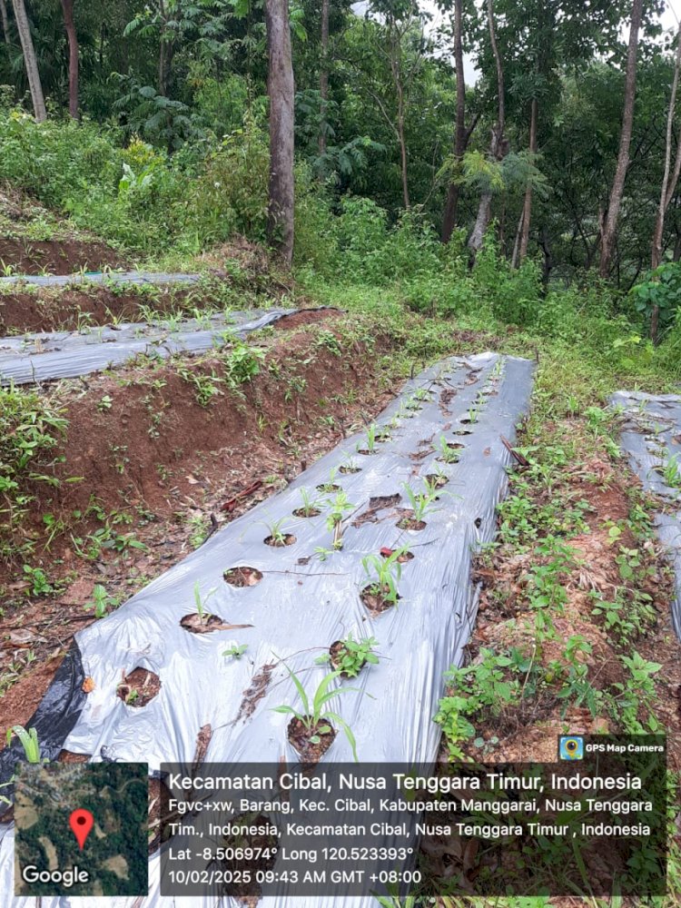 Polsek Cibal Lakukan Pengecekan dan Pengawasan Lahan Program Ketahanan Pangan