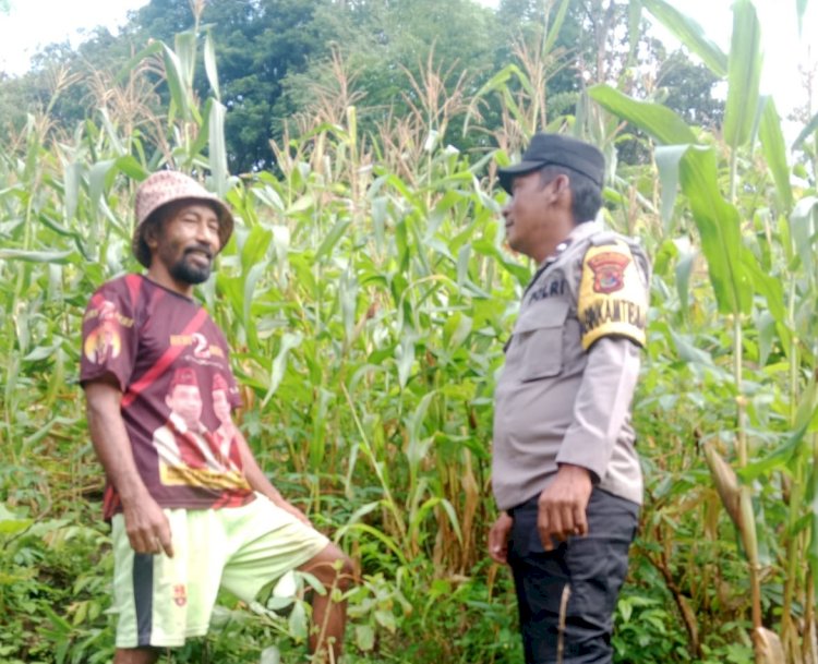 Bhabinkamtibmas Kecamatan Reok Dampingi Petani dalam Program Ketahanan Pangan