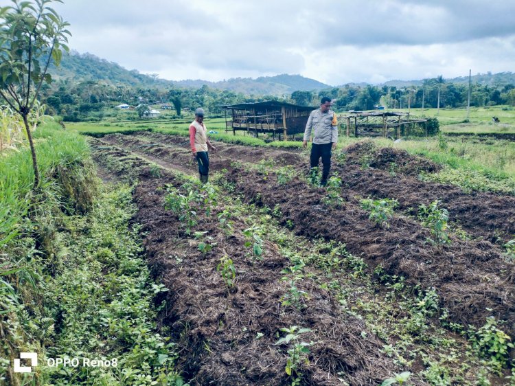 Kapolsek Cibal dan Anggota Piket SPKT III Dukung Program Ketahanan Pangan Melalui Pendampingan Petani