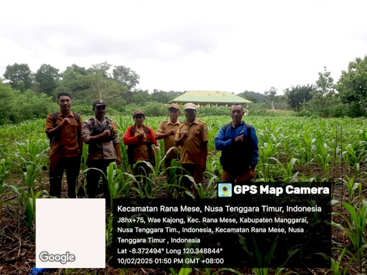 Bripka Stanislaus K. Tandi Dampingi Petani dalam Program Ketahanan Pangan di Kecamatan Reok Barat.