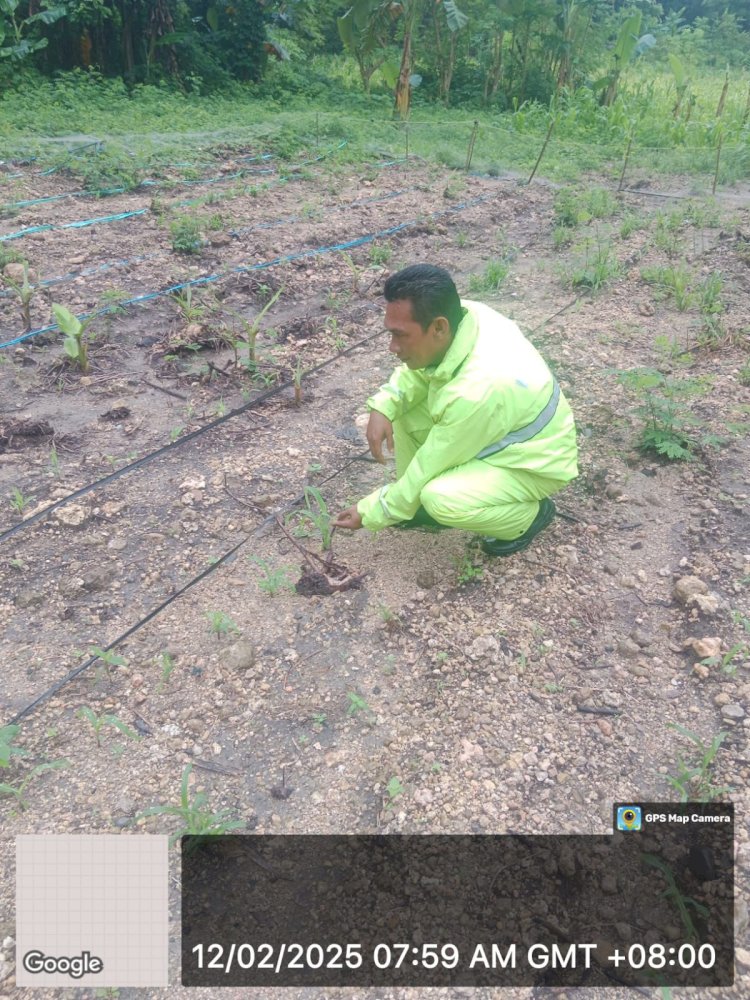 Bhabinkamtibmas Kecamatan Reo Lakukan Pengecekan dan Pengawasan Lahan Penanaman Serentak di Lingkungan Polres Manggarai