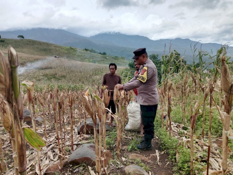 Aipda Emilius Johan Dampingi Petani Kelompok Tani Mawar dalam Program Ketahanan Pangan