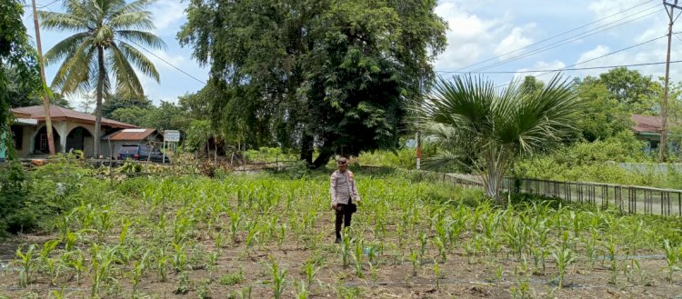 Kapolsek Satar Mese Lakukan Pengecekan dan Pengawasan Lahan Penanaman Jagung Serentak di Satarmese