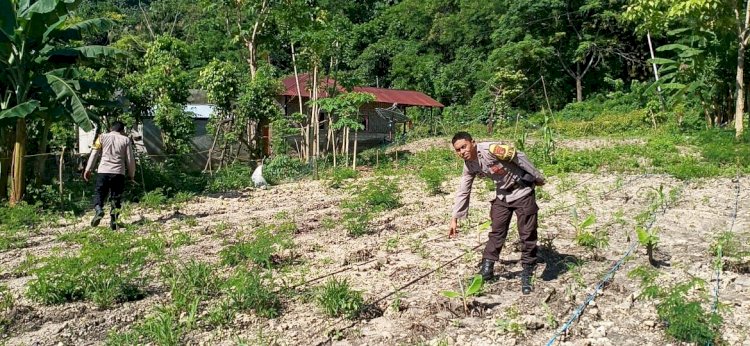 Dukung Program Ketahanan Pangan, Kapolsek Reo dan Bhabinkamtibmas Lakukan Pengecekan Dan Pengawasan Lahan Tanaman Serentak