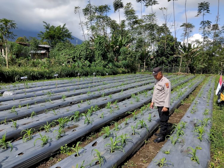 Polres Manggarai Rutin Lakukan Pengecekan dan Pengawasan Lahan Penanaman Serentak