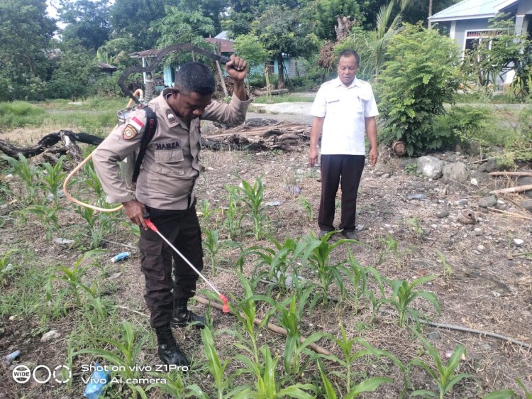 Kapolsek Satarmese Lakukan Pengecekan dan Pengawasan Lahan Penanaman Serentak dalam Program Ketahanan Pangan