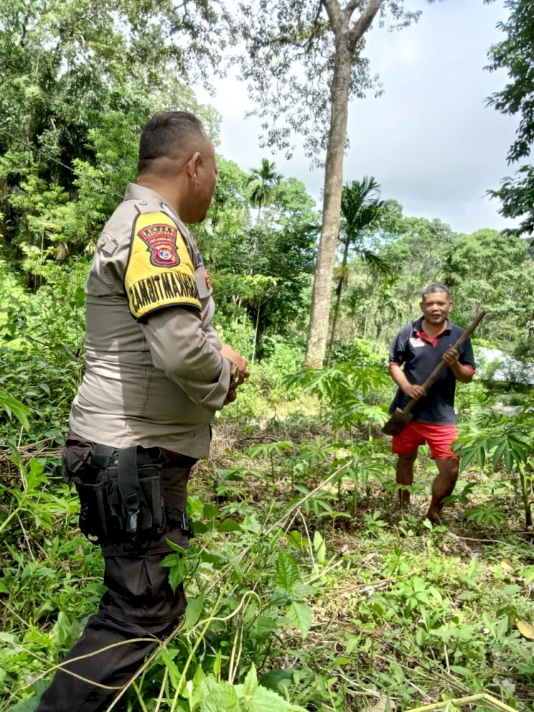 Bhabinkamtibmas Kecamatan Cibal Memantau Program Ketahanan Pangan Tanaman Porang di Desa Langkas