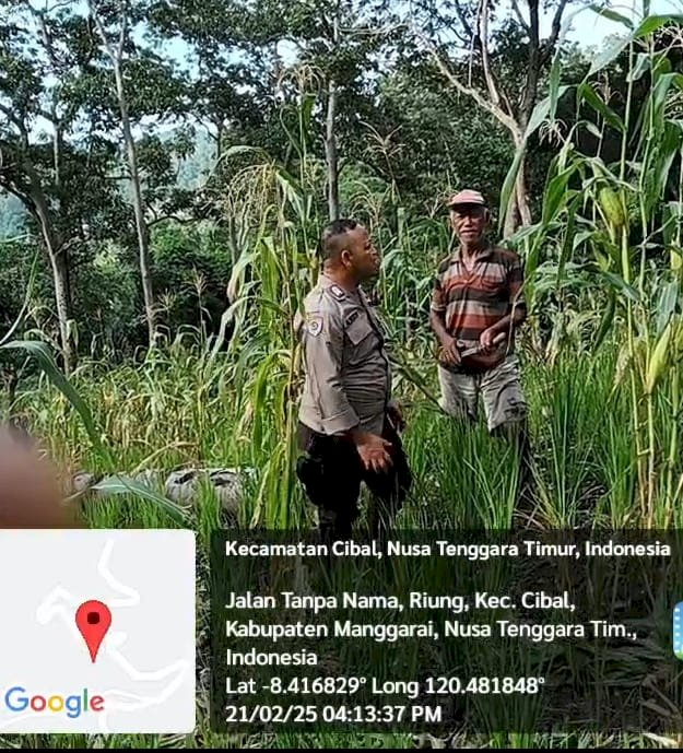 Bhabinkamtibmas Kecamatan Cibal Dampingi Petani dalam Program Ketahanan Pangan