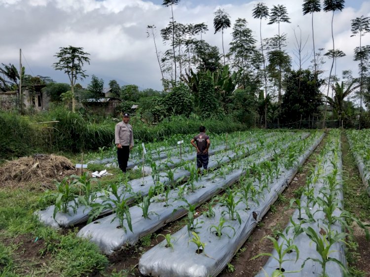 Polres Manggarai Lakukan Pengecekan dan Pengawasan Lahan Penanaman Serentak dalam Program Ketahanan Pangan