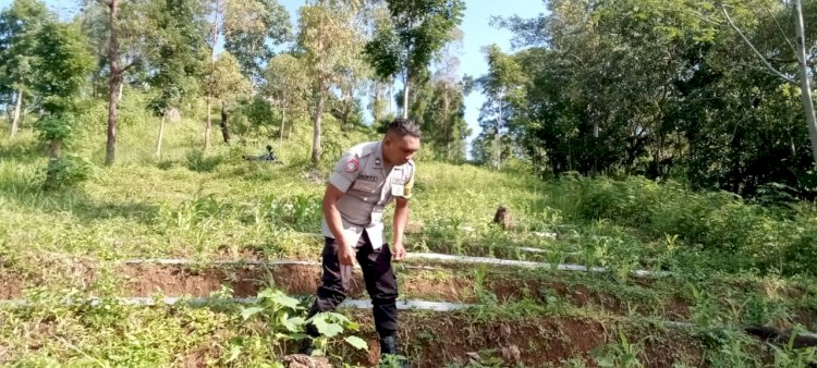 Polsek Cibal lakukan Pengecekan dan Pengawasan Lahan Penanaman Serentak di Desa Barang