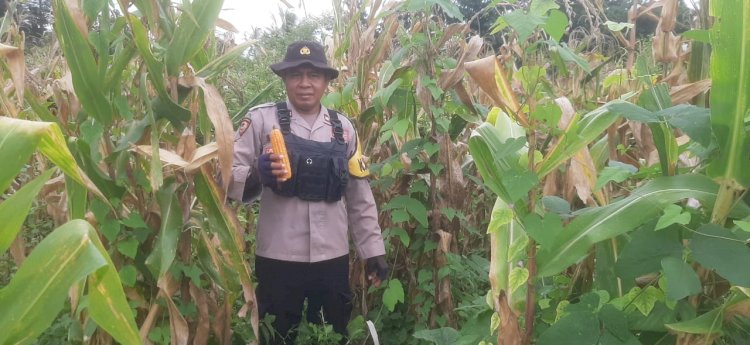 Kapolsek Reo Pimpin Panen Jagung di Lahan Percontohan Polsek Reo