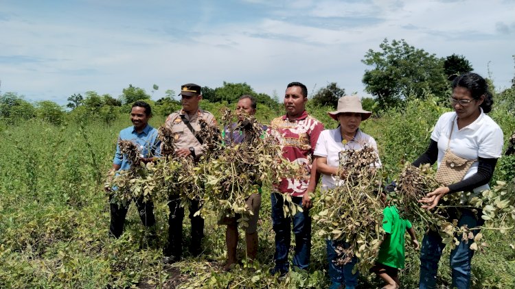 Kapolsek Satar Mese Hadiri Panen Kacang Tanah di Desa Legu, Dukung Program Ketahanan Pangan