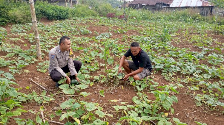 Bhabinkamtibmas Kecamatan Lelak Dukung Program Ketahanan Pangan Melalui Pendampingan Petani
