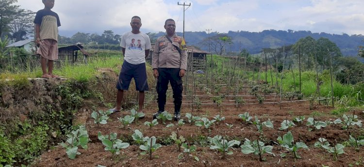 Bhabinkamtibmas Wae Ri'i Dampingi Petani dalam Program Ketahanan Pangan