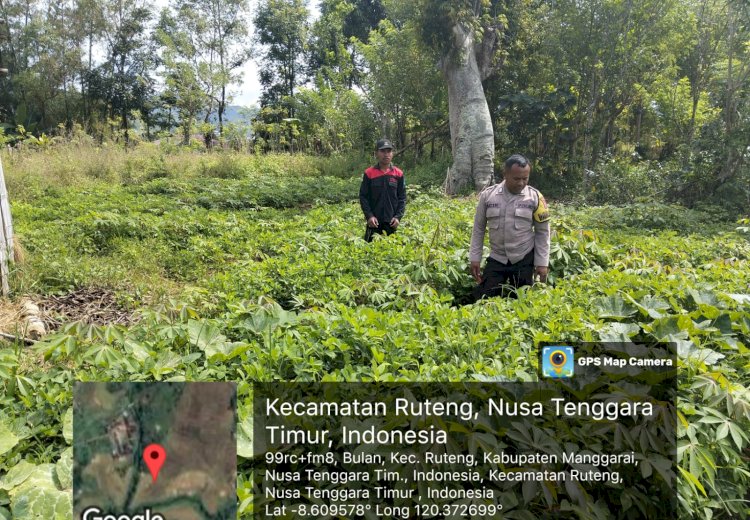 BHABINKAMTIBMAS KEC. RUTENG DUKUNG PROGRAM KETAHANAN PANGAN, SAMBANGI PETANI KACANG TANAH DI DUSUN LAPA