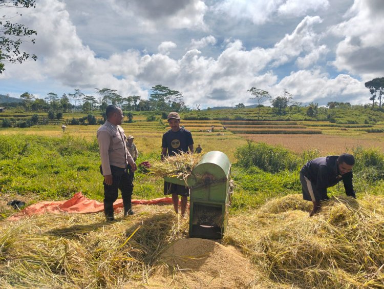 Bhabinkamtibmas Lakukan Sambang dan Dampingi Petani Saat Panen Padi di Desa Compang Dalo