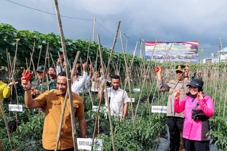 Kapolres Manggarai Hadiri Panen Raya Hortikultura Kodim 1612 Bersama Forkopimda