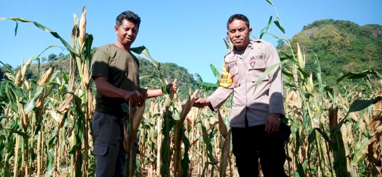 Bhabinkamtibmas Lakukan Pendampingan Petani Jagung Dalam Rangka Dukung Ketahanan Pangan