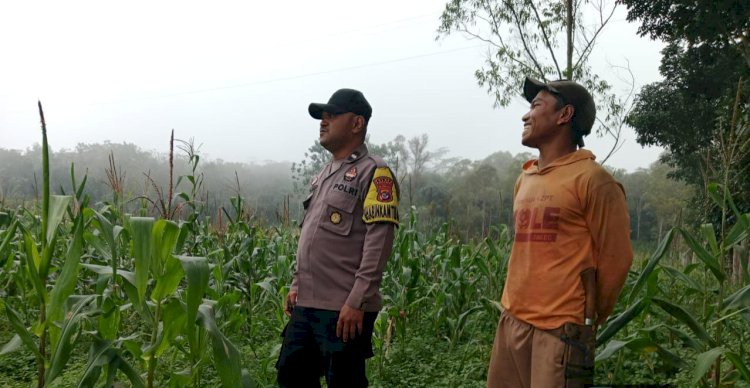 Pantau Langsung Ketahanan Pangan, Sambangi Poktan Mawar di Golo Mese