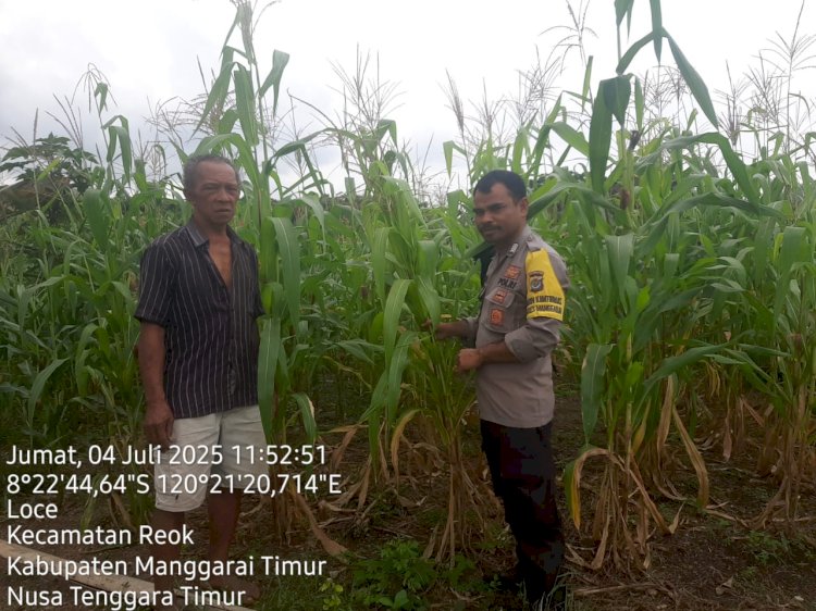 Bhabinkamtibmas Reok Barat Sambangi Petani Jagung Di Desa Loce, Dukung Ketahanan Pangan Dan Kamtibmas