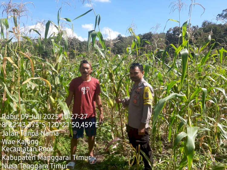 Bhabinkamtibmas Reok Barat Dorong Produktivitas Pertanian Jagung di Kampung Talang