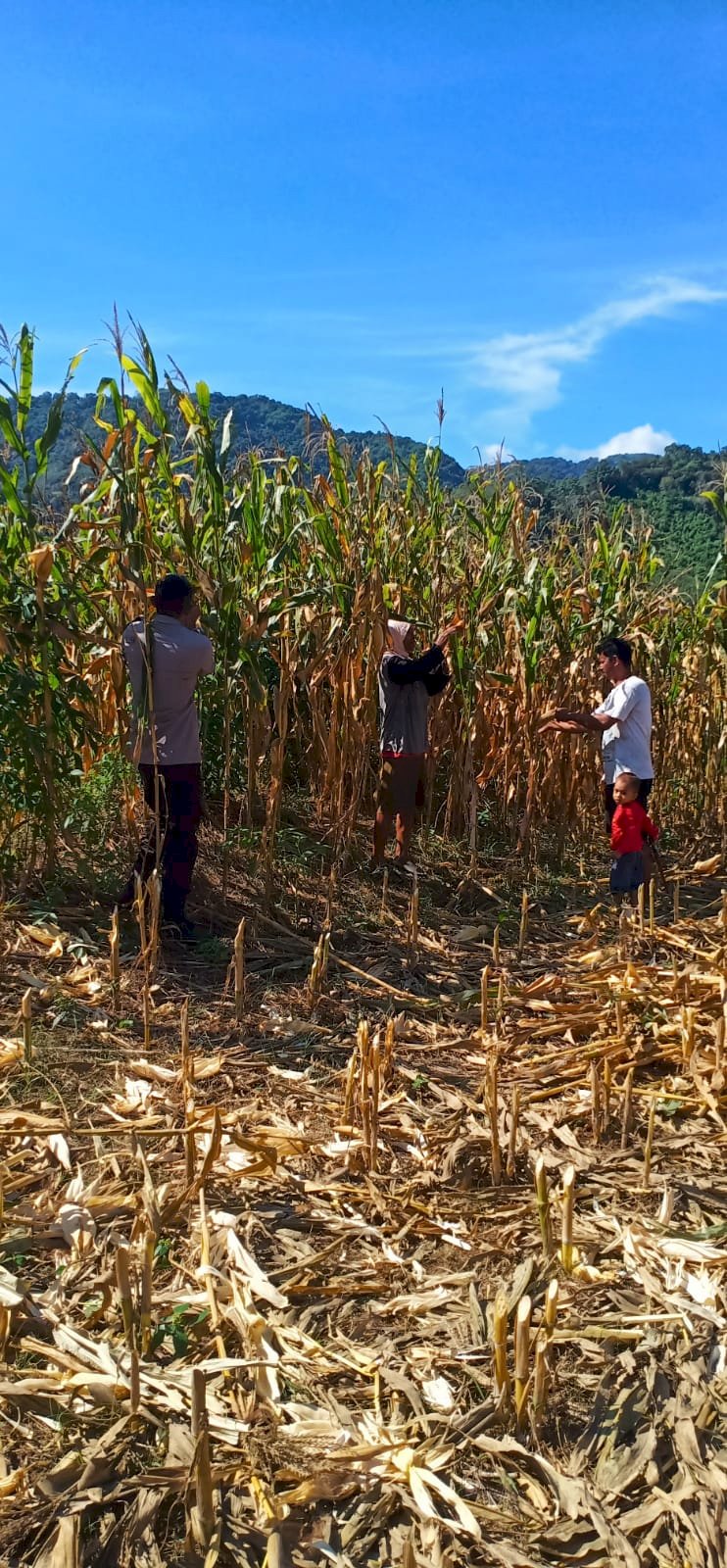 Bhabinkamtibmas Kelurahan Baru Dampingi Petani Panen Jagung Di Desa Salama