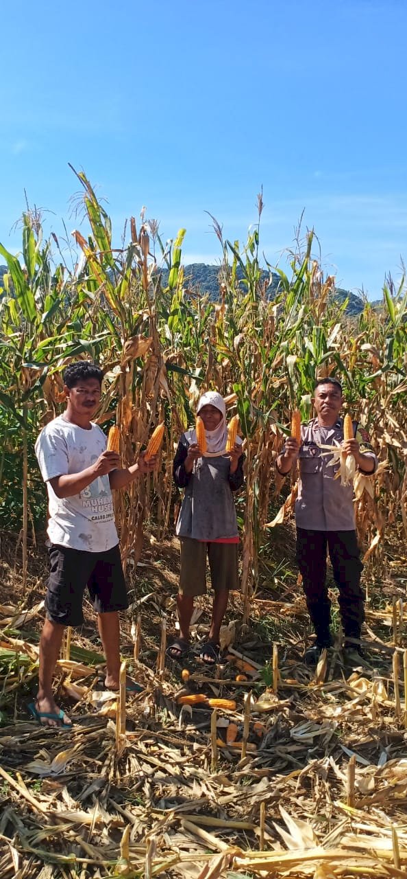 Bhabinkamtibmas Kelurahan Baru Dampingi Petani Panen Jagung Di Desa Salama