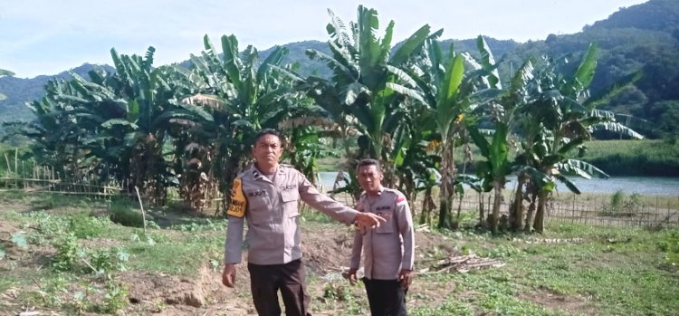Bhabinkamtibmas: Inisiatif Tanam Jagung Dukung Ketahanan Pangan